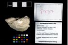 Foto (Objekt + Etikett) von Pithonoton marginatum (von Meyer, 1842)  (NHMW-GEO-2014-0194-0837)